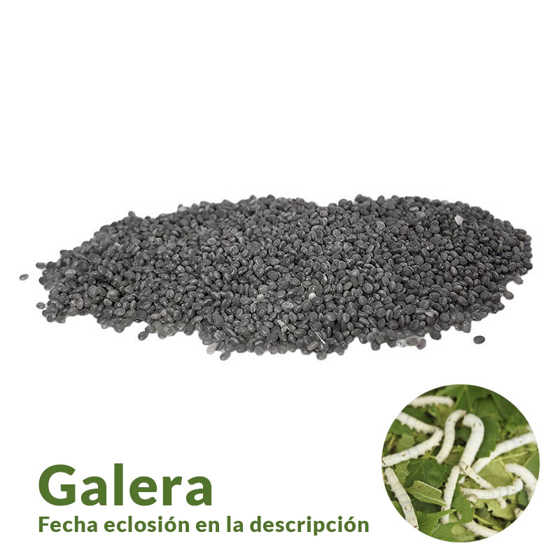 Huevos raza GALERA T2025