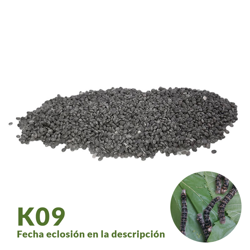 Huevos raza K09 T2025