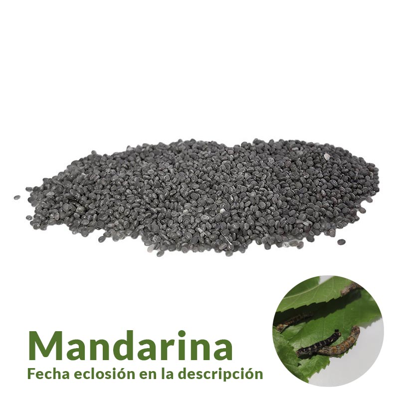 Huevos raza MANDARINA T2025