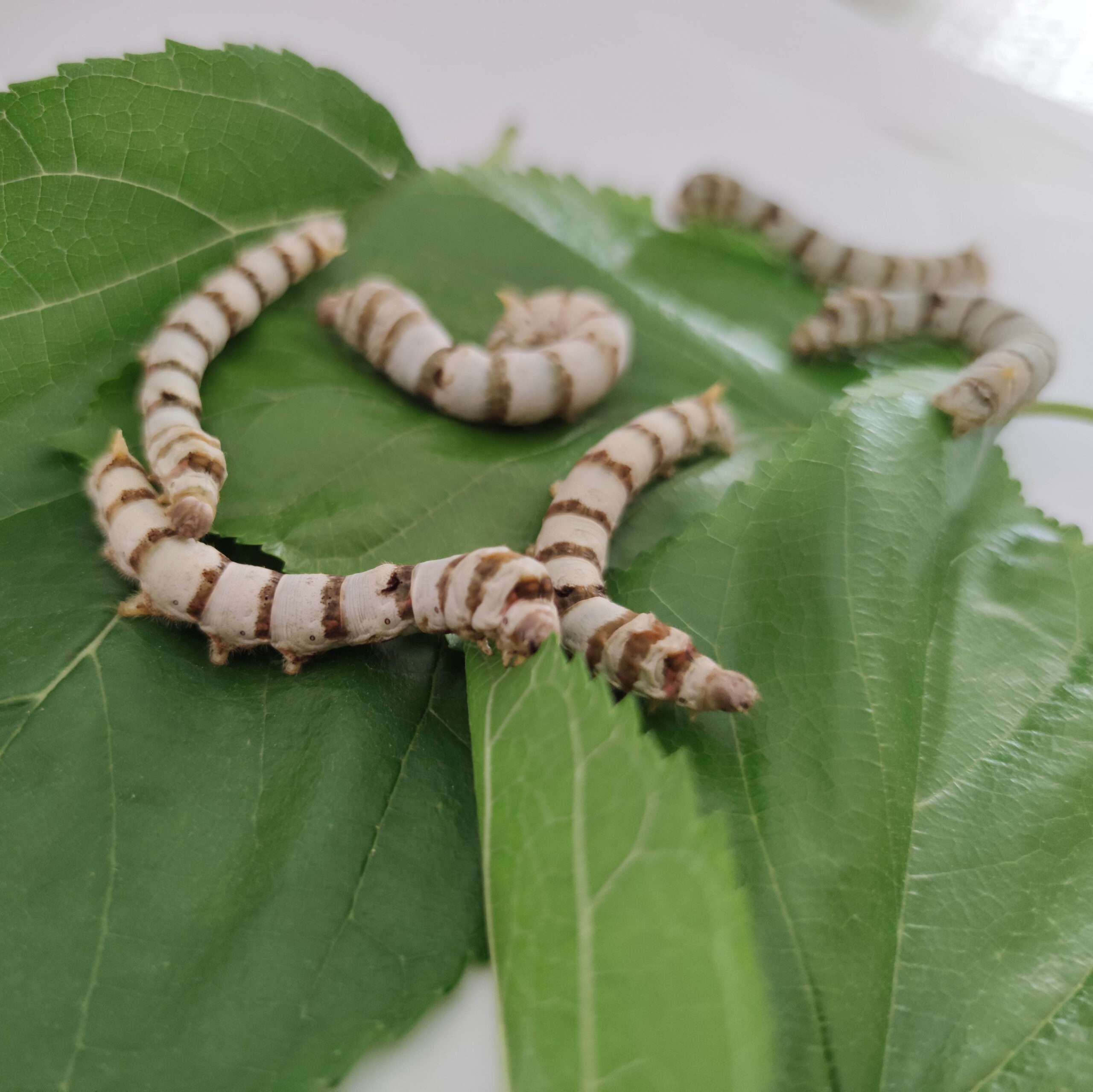 Gusanos de seda (RALLADOS)